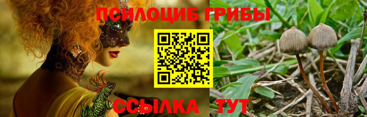 Галлюциногенные грибы Cubensis  Вход с VPN  Балтийск 